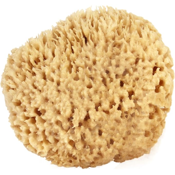 Bath & Shower Express Sea Wool Sponge 6-7 (X-Large) by Ãƒâ€š Natural Renewable Resource!